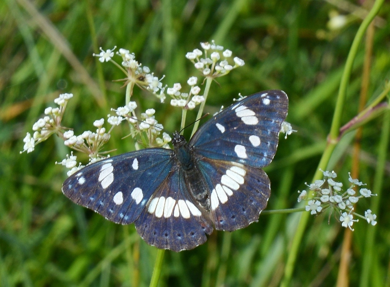 Limenitis reducta